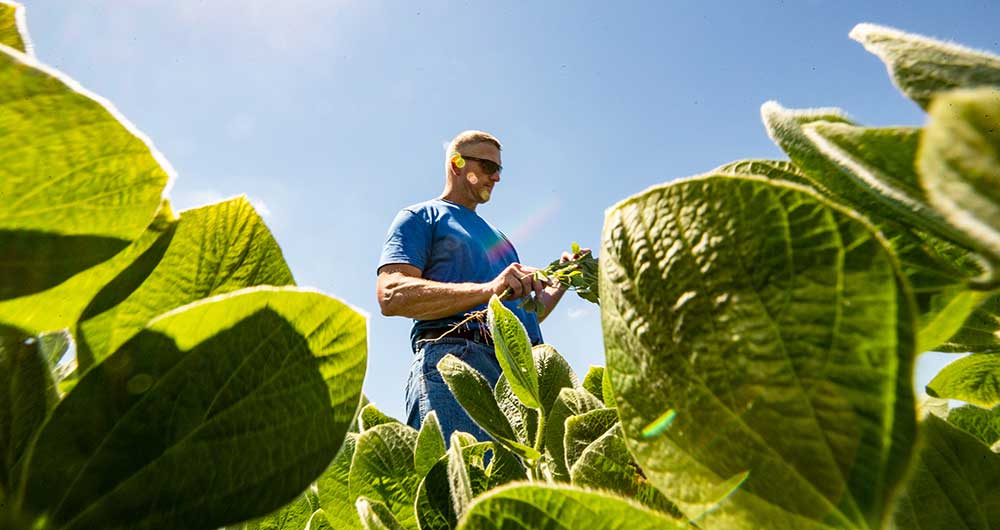 farmer in bean field with plants
