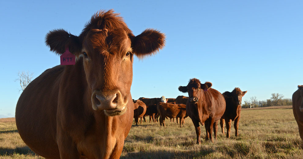 Beef cattle standing in a field