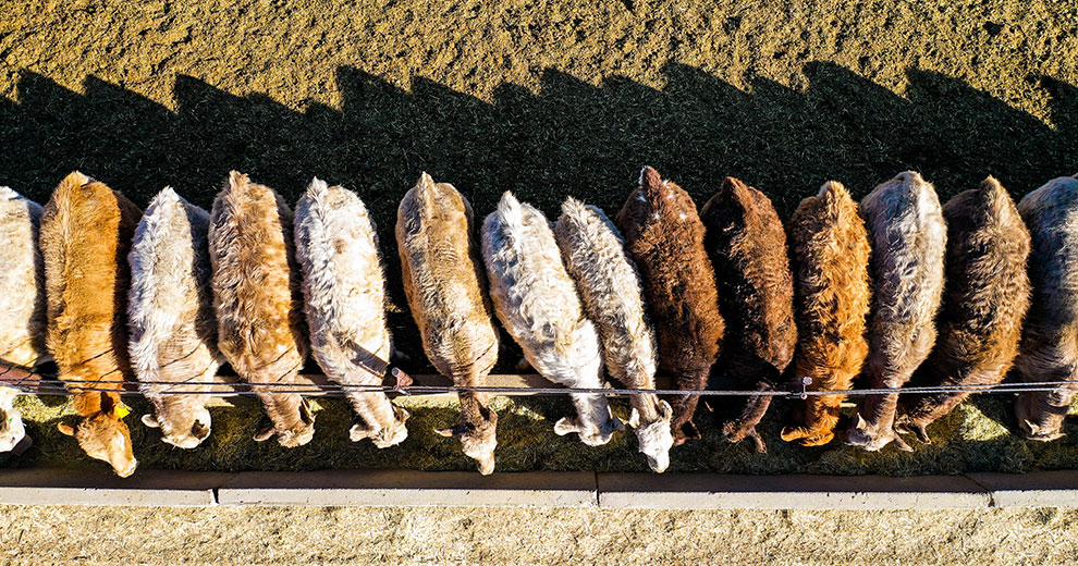 aerial view of cattle eating at trough