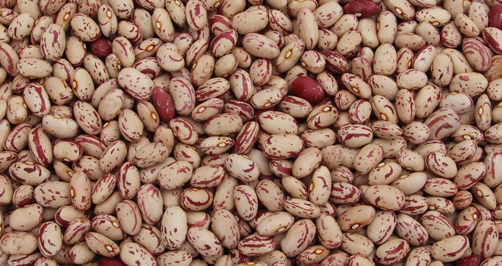 Cranberry beans