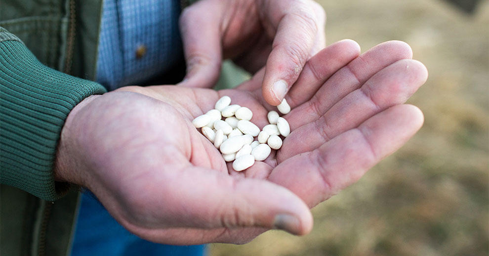 Hand holding dry beans