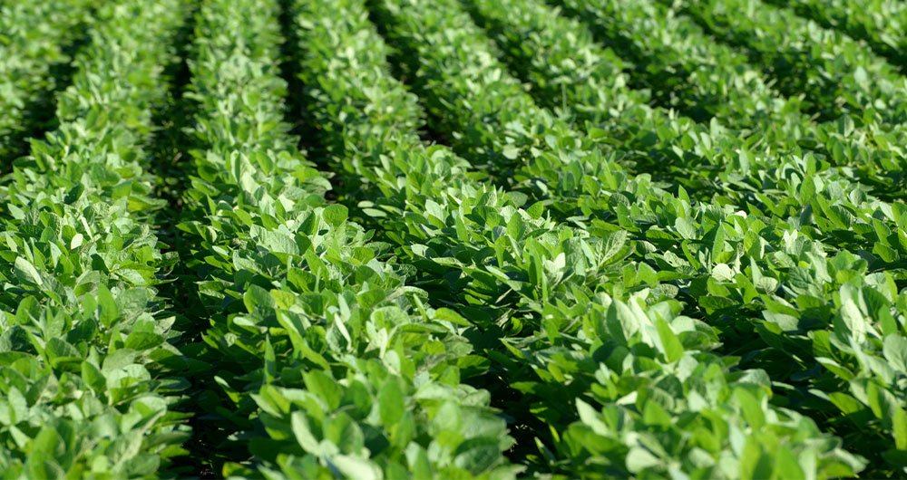 Green crops in a field