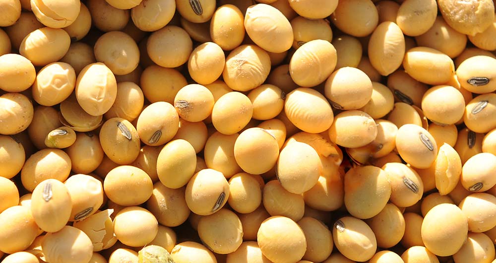 soybeans
