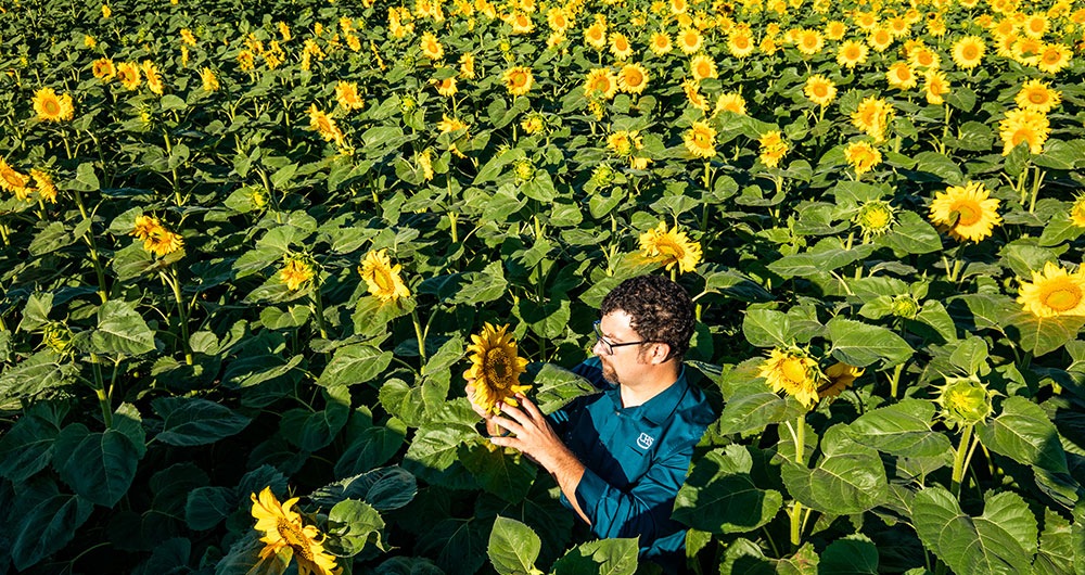 devin-inspecting-sunflowers