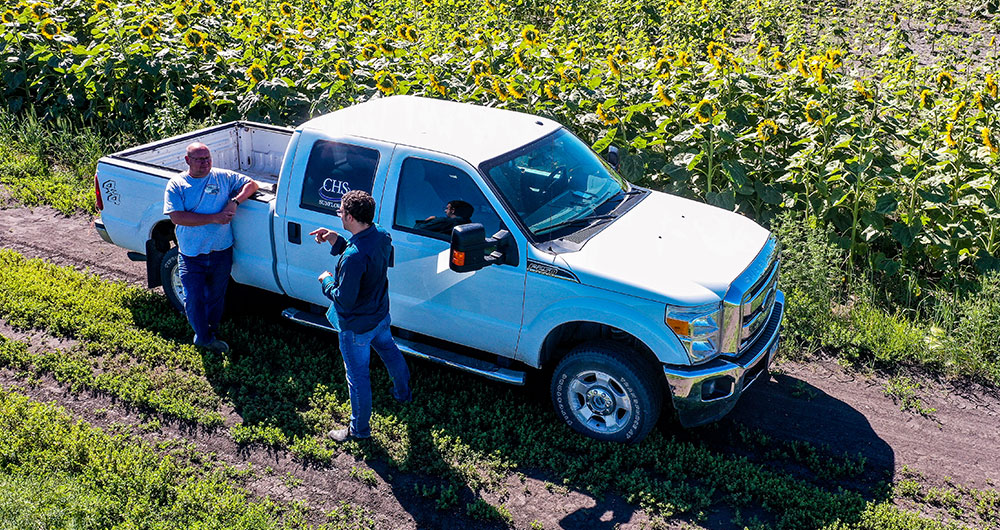 sunflower-field-grower