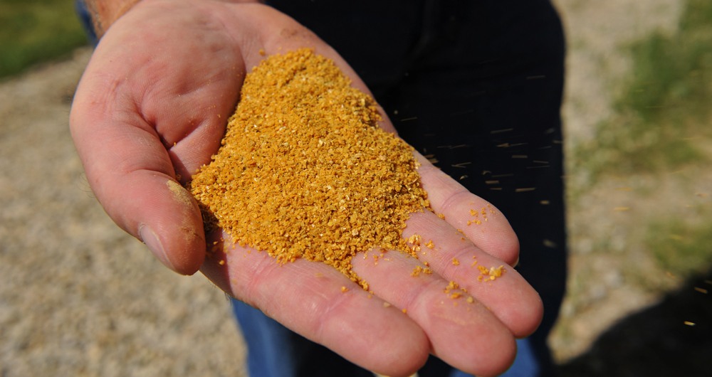 Hand holding distillers dried grains with solubles (DDGS)