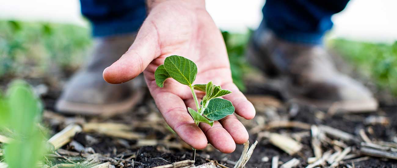 hand holding seedling in ground