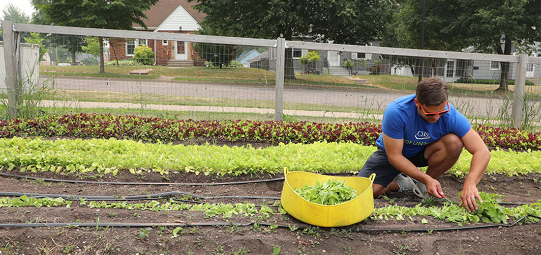 Man harvesting lettuce from a garden