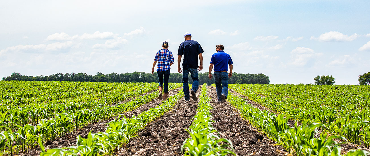 Producers and CHS agronomy sales rep walking through a corn field