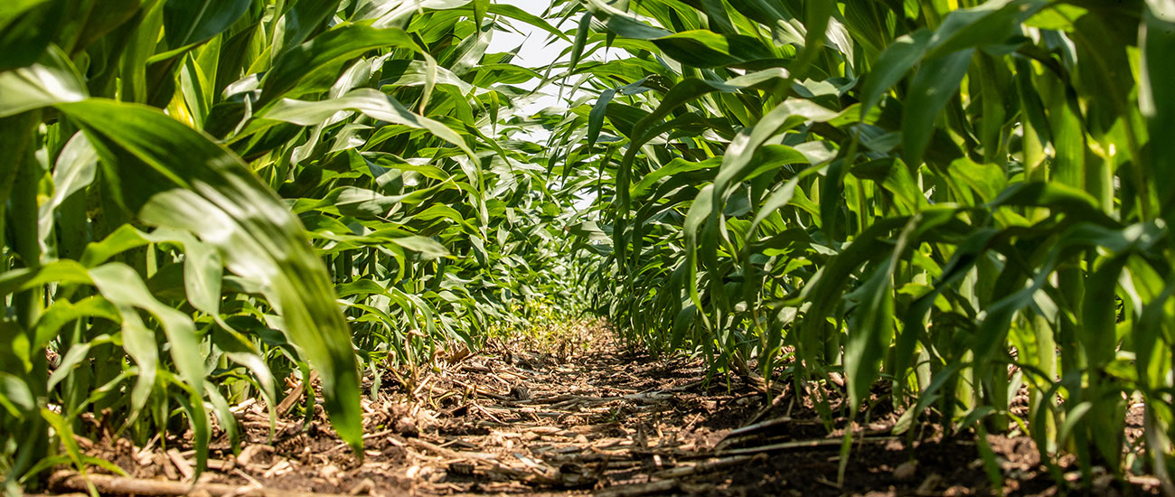Mid-size corn stalks