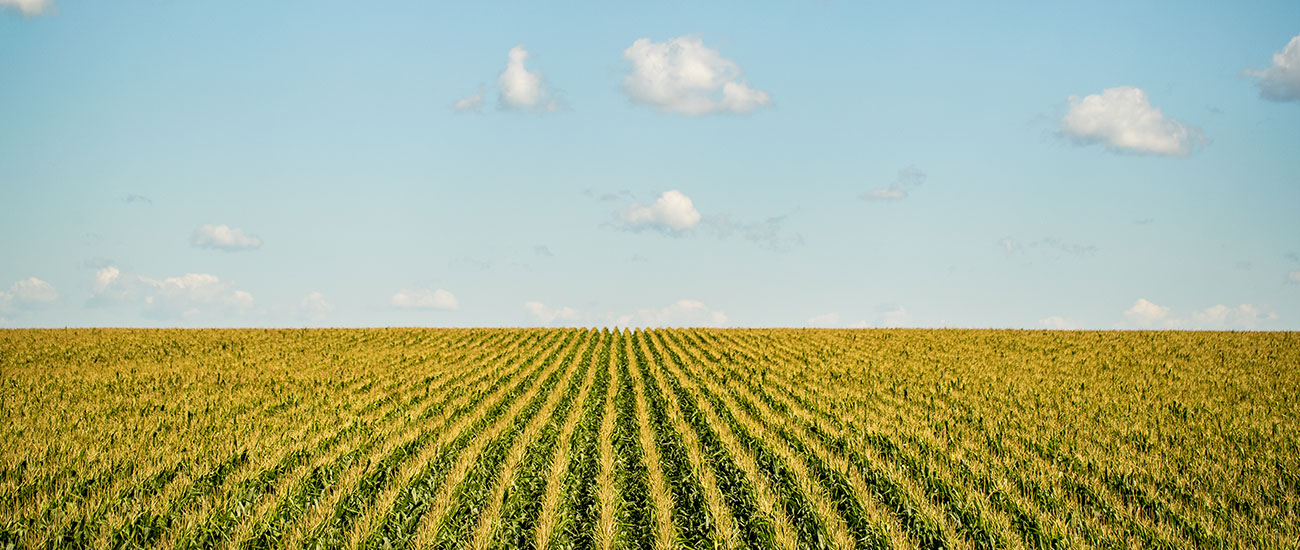 rows of crops in a field