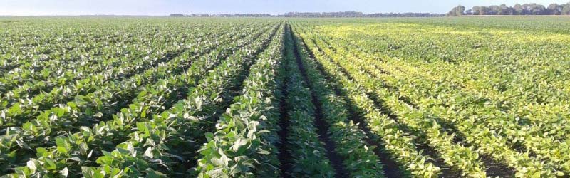 Soygreen test field