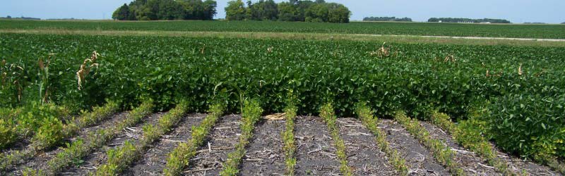 Soygreen test field