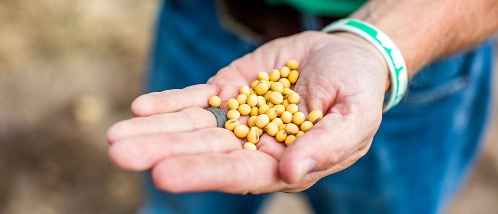 Hand holding soybeans.