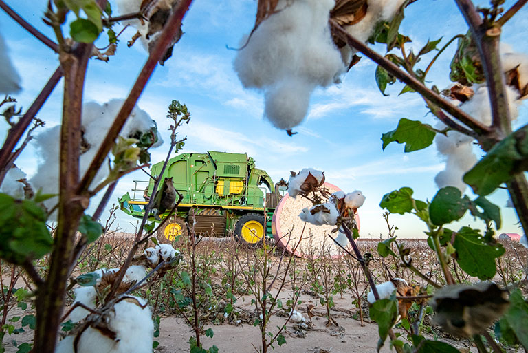 A cotton stripper harvests cotton in southwestern Oklahoma.