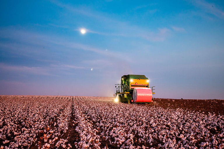 Cotton harvest takes place in November in Oklahoma.
