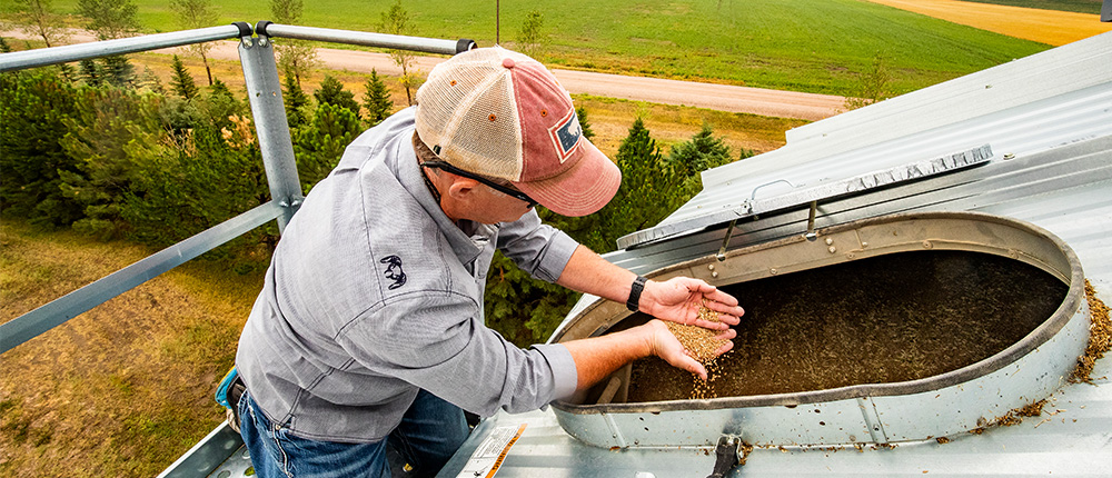 Farmer inspecting harvested organic wheat in a bin