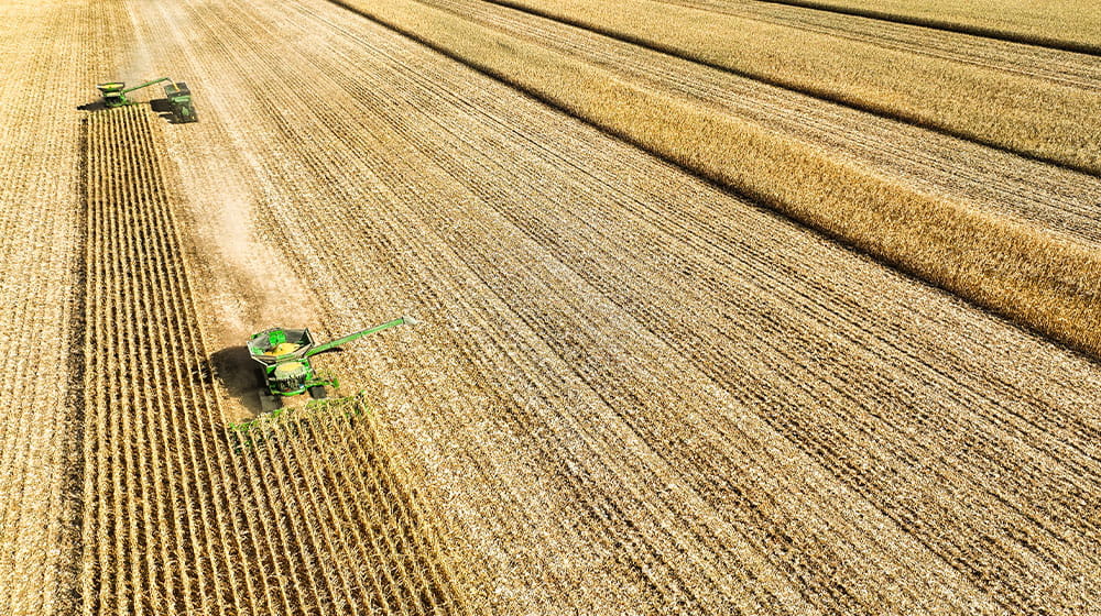 Combine harvesting corn