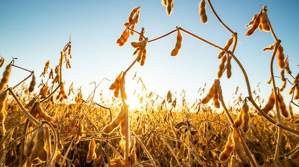 Soybeans during harvest season
