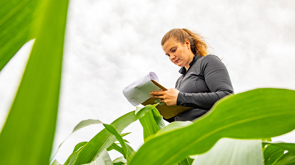 Woman standing in cornfield taking notes