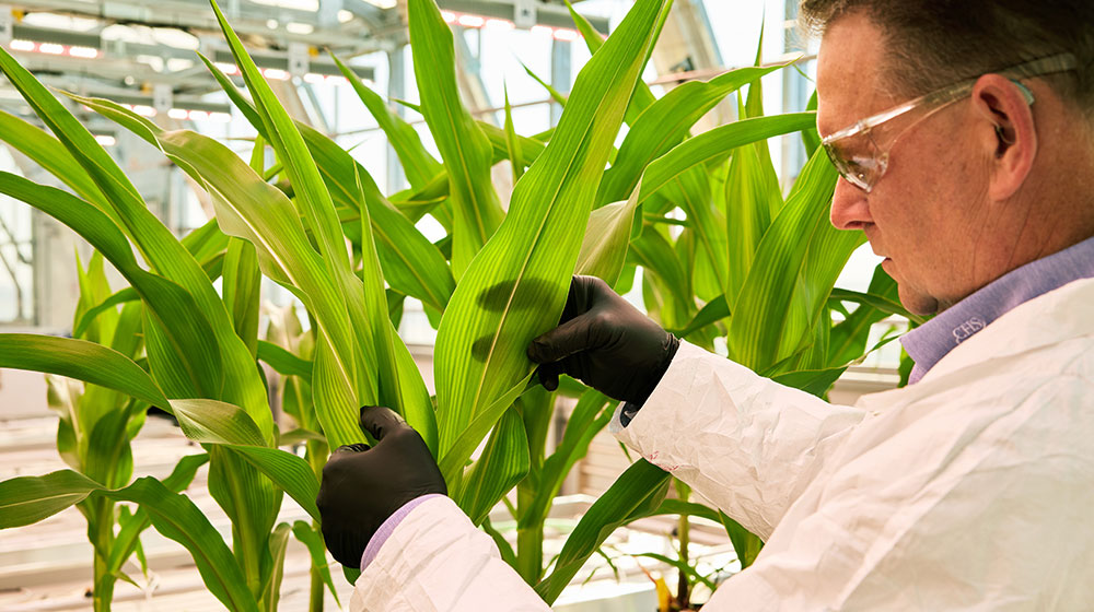  Man looking at a corn plant in a greenhouse 