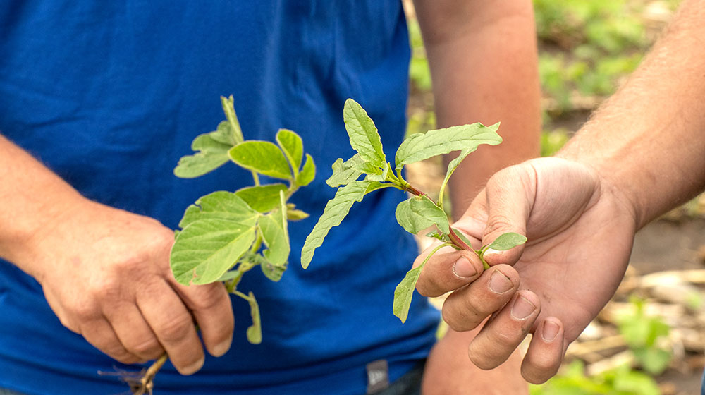 Hands holding plants