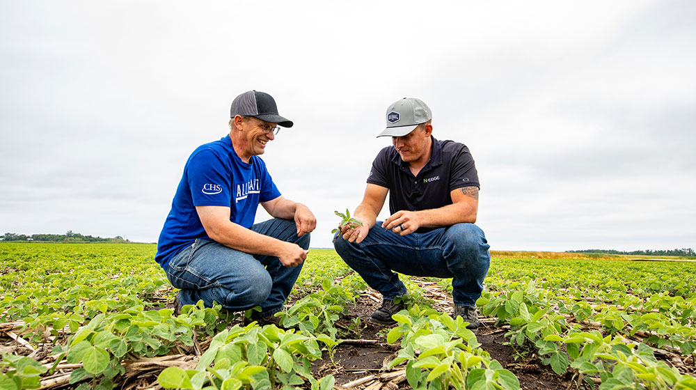 Two men looking at soybeans and weeds in a field